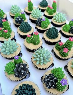 cupcakes decorated with cactus and succulents are displayed on a table