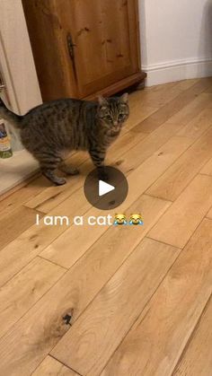 a cat standing on top of a hard wood floor next to a refrigerator freezer