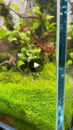 an aquarium filled with lots of green grass and plants in it's tank,