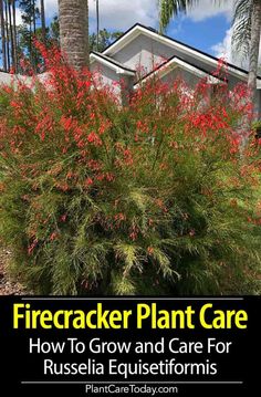 firecracker plant care how to grow and care for russellia equisteformis