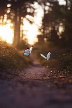 two butterflies flying in the air over a dirt road with trees on both sides at sunset