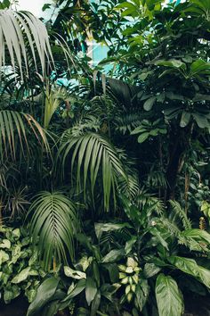 many different types of tropical plants and trees