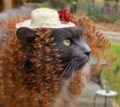 a cat wearing a hat with curly hair