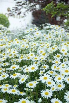 a field full of white and yellow daisies