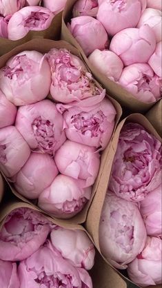 pink flowers are in cardboard boxes on display