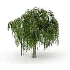 a willow tree on a white background