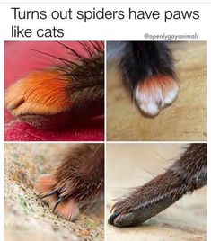 the paws and claws of an animal are shown in four different pictures, including one with red