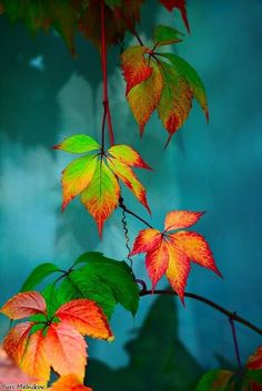 colorful leaves are hanging from a branch in front of a blue sky and green background