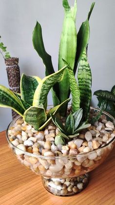 a glass bowl filled with plants on top of a wooden table