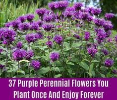 purple flowers with the words 37 purple perennial flowers you plant once and enjoy forever