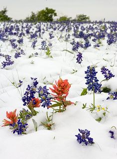 blue and red flowers covered in snow on a field with trees in the back ground