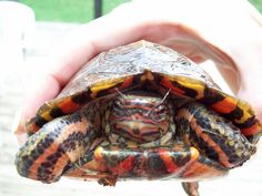 a close up of a person's hand holding a small tortoise shell