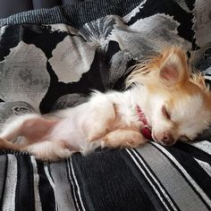 a small dog sleeping on top of a couch