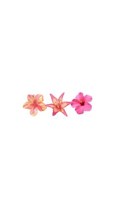 two pink flowers floating in the air on a white background with no one around them