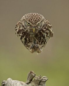 an owl is perched on top of a tree branch with its eyes open and it's head above the ground