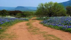 a dirt road surrounded by blue flowers with a quote on the side that says, he made the world to be a grassy world before her wandering feet