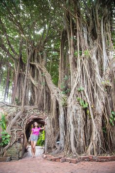 a woman standing in front of a huge tree with vines on it's trunk