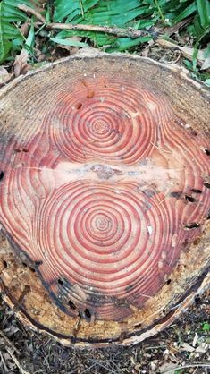 a piece of wood that has been cut down with spiral designs on it in the woods