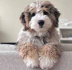 a shaggy dog sitting on top of a couch