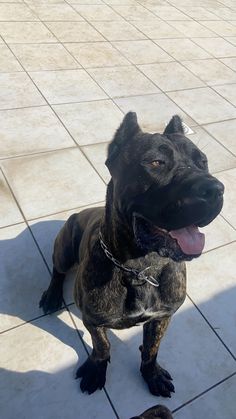 a black dog sitting on top of a tiled floor