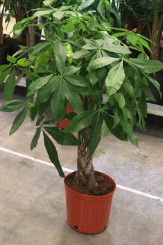 a potted plant with lots of green leaves on the top, in a room filled with other plants