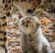 a baby cheetah standing next to an adult cheetah on the ground