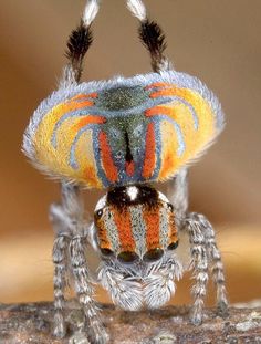 a close up of a colorful spider on a tree branch with its head turned to the side