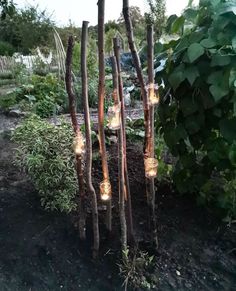 some lights that are on sticks in the dirt and plants behind them with leaves growing out of them