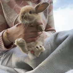 a person holding a small rabbit in their lap with the sky in the back ground