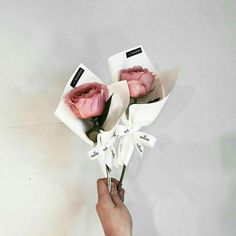 someone is holding two pink roses in their hand and the flowers are wrapped in white paper