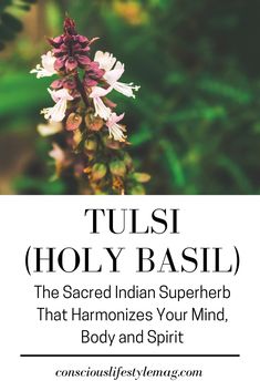 Tulsi Basil Benefits, Holy Basil Benefits Health, Tulsi Benefits, Plant Medicine, Wealth Dna Code, Dna Code