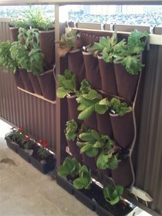 several plants are growing on the side of a wall