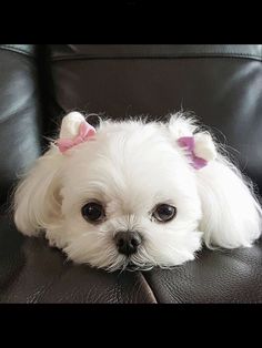 a small white dog laying on top of a black couch