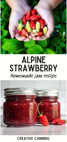 two jars with strawberries in them and the words alpine strawberry handmade jam recipe