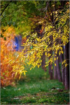 a tree with yellow leaves is in the foreground