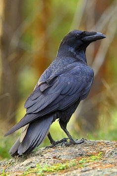 a black bird sitting on top of a rock