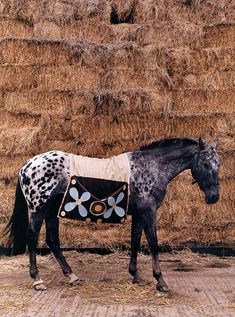 a black and white horse standing in front of hay bales with a saddle on it's back