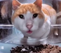 an orange and white cat sitting in front of some food