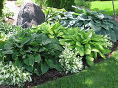 a garden filled with lots of green plants next to a large rock in the grass