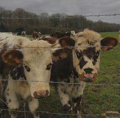 several cows standing behind a barbed wire fence