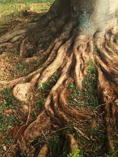 the trunk of a tree with very large roots on it's sides and green grass in the foreground