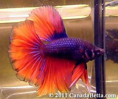 an orange and blue siamese fish in a tank