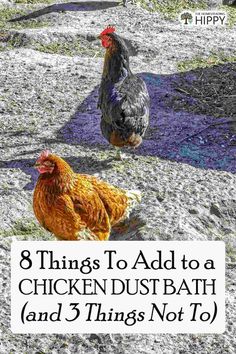 two chickens standing next to each other with the words 8 things to add to a chicken dust bath and 3 things not to