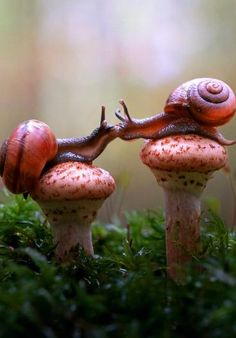 two snails are sitting on top of mushrooms in the grass and one snail is looking at each other