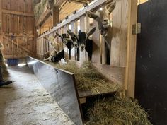 three goats eating hay in a barn with people looking at them from the other side