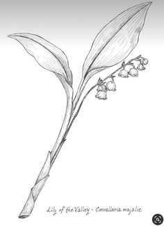 Lily Of The Valley Botanical, Bud Tattoo, Lily Of The Valley Tattoo, Valley Tattoo, Mama Tattoo, Lily Flower Tattoos, Lilies Of The Field, Pencil Drawings Of Flowers, Morning Glory Flowers