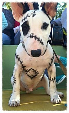 a white dog with black markings on it's face