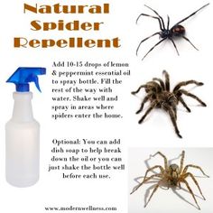 Natural Spider Repellent, Natural Spider Repellant, Spider Repellent, Spider Spray, Spiders Repellent, Bug Spray Recipe, Terra Essential Oils, Doterra Oils, Bathroom Cleaner