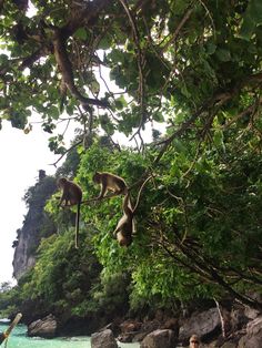 two monkeys hanging from trees over the water