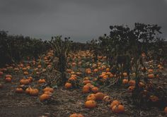 a field full of pumpkins sitting on top of dry grass under a cloudy sky